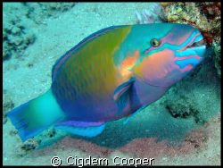Parriot fish by Cigdem Cooper 